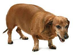 Fat Dog